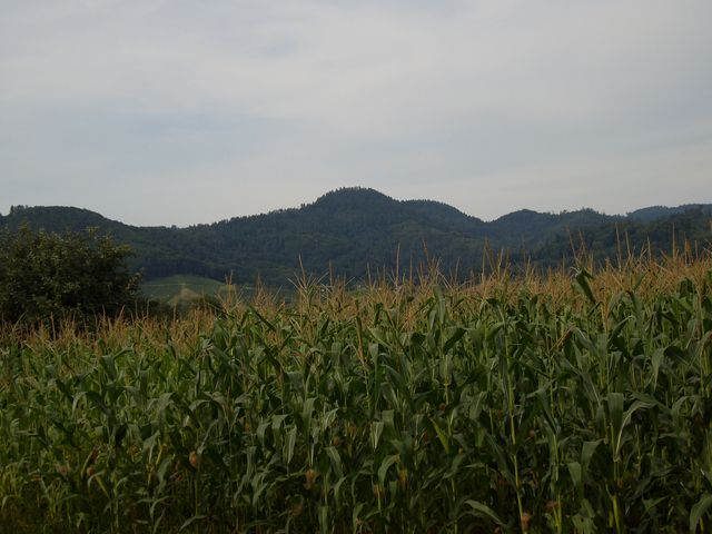 Blick auf den Schwarzwald bei Ohlsbach
