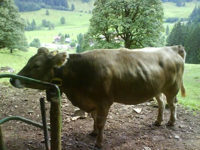 Die nette Kuh, die mich während meines Aufstieges von Rohrmoos zum Lochbachtal "abgeschmirgelt" hat.