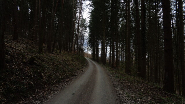 jetzt Waldweg.