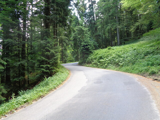 Herrlich schlängelt sich die mit gutem Belag versehene Strasse durch den Wald.